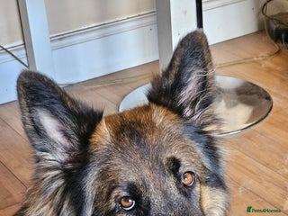 German Shepherd dogs 5 gorgeous german shepherd puppies for sale - Advert 3