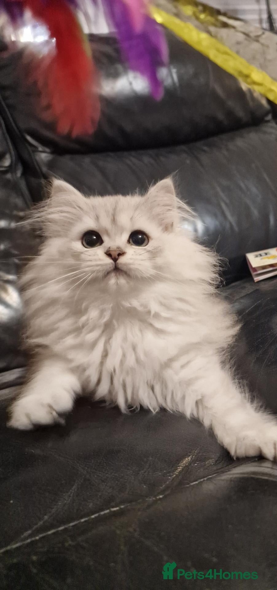 British Longhair cats for sale: 5 Beautiful British Longhair white/silver kittens - Advert 1