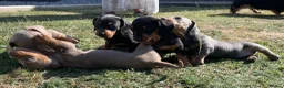 Miniature Dachshund dogs for sale: Miniature Dachshund Puppies - Stunning Litter in Nottingham - Advert 20