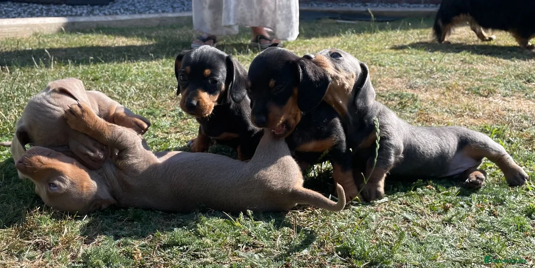 Miniature Dachshund dogs for sale: Miniature Dachshund Puppies - Stunning Litter in Nottingham - Advert 20