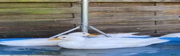 Ducks poultry for sale: 8x pure white Call Ducks in Warrington - Advert 2