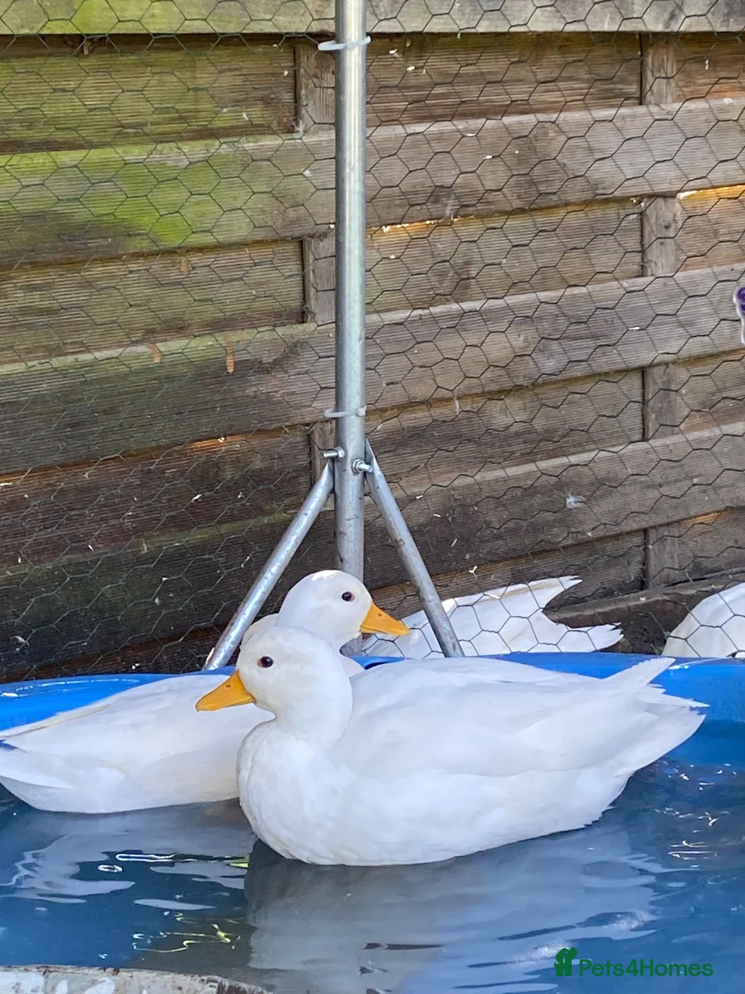 Ducks poultry for sale: 8x pure white Call Ducks in Warrington - Advert 2