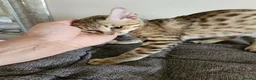 Savannah cats for sale: 3 beautilful F5 Savannah kittens - Advert 13