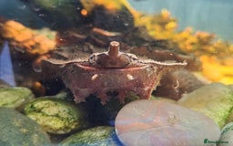 Other/Mixed Breed fish for sale: Fish Stock List - Updated Regularly  - Image 13