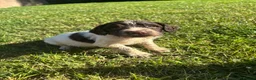 English Springer Spaniel dogs for sale: Springer Spaniel Puppies  - Advert 20