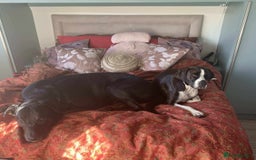 Pointer dogs for adoption: Phoebe, cuddly pointer girl, ready for her forever - Image 7