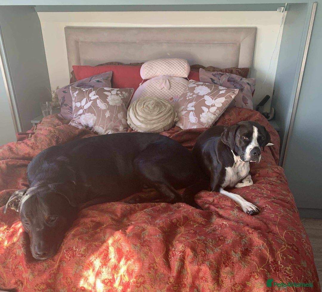 Pointer dogs for adoption: Phoebe, cuddly pointer girl, ready for her forever - Image 7