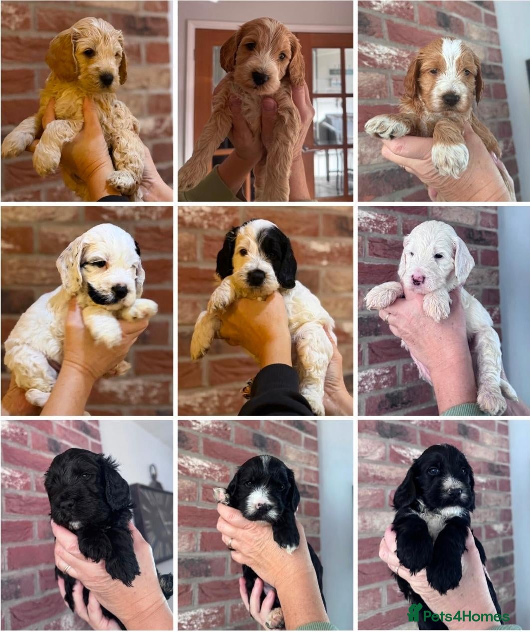 Cockapoo dogs for sale: Precious Cockapoo Puppies - Advert 18