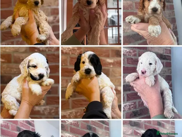 Cockapoo dogs for sale: Precious Cockapoo Puppies - Advert 1