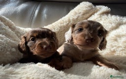 Miniature Dachshund dogs for sale: Fantastic long haired miniature dachshund - Image 6