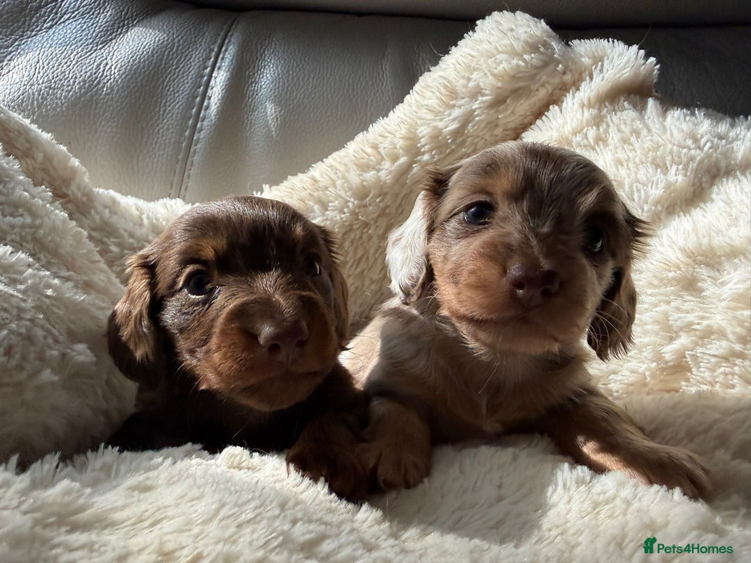 Miniature Dachshund dogs for sale: Fantastic long haired miniature dachshund - Image 6