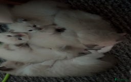 Ragdoll cats for sale: Ragdoll kittens for sale in Romford - Image 9