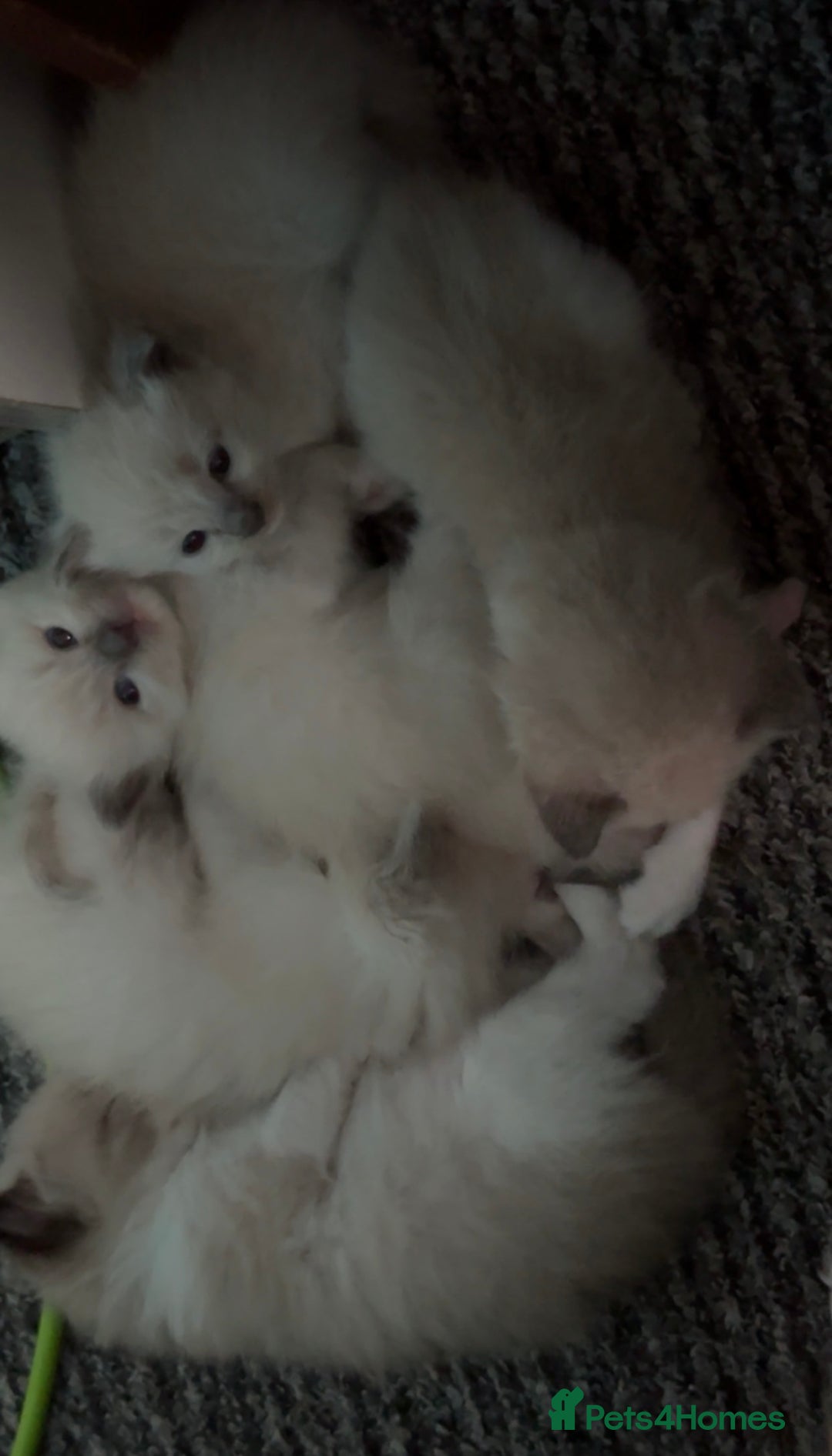 Ragdoll cats for sale: Ragdoll kittens for sale in Romford - Image 9