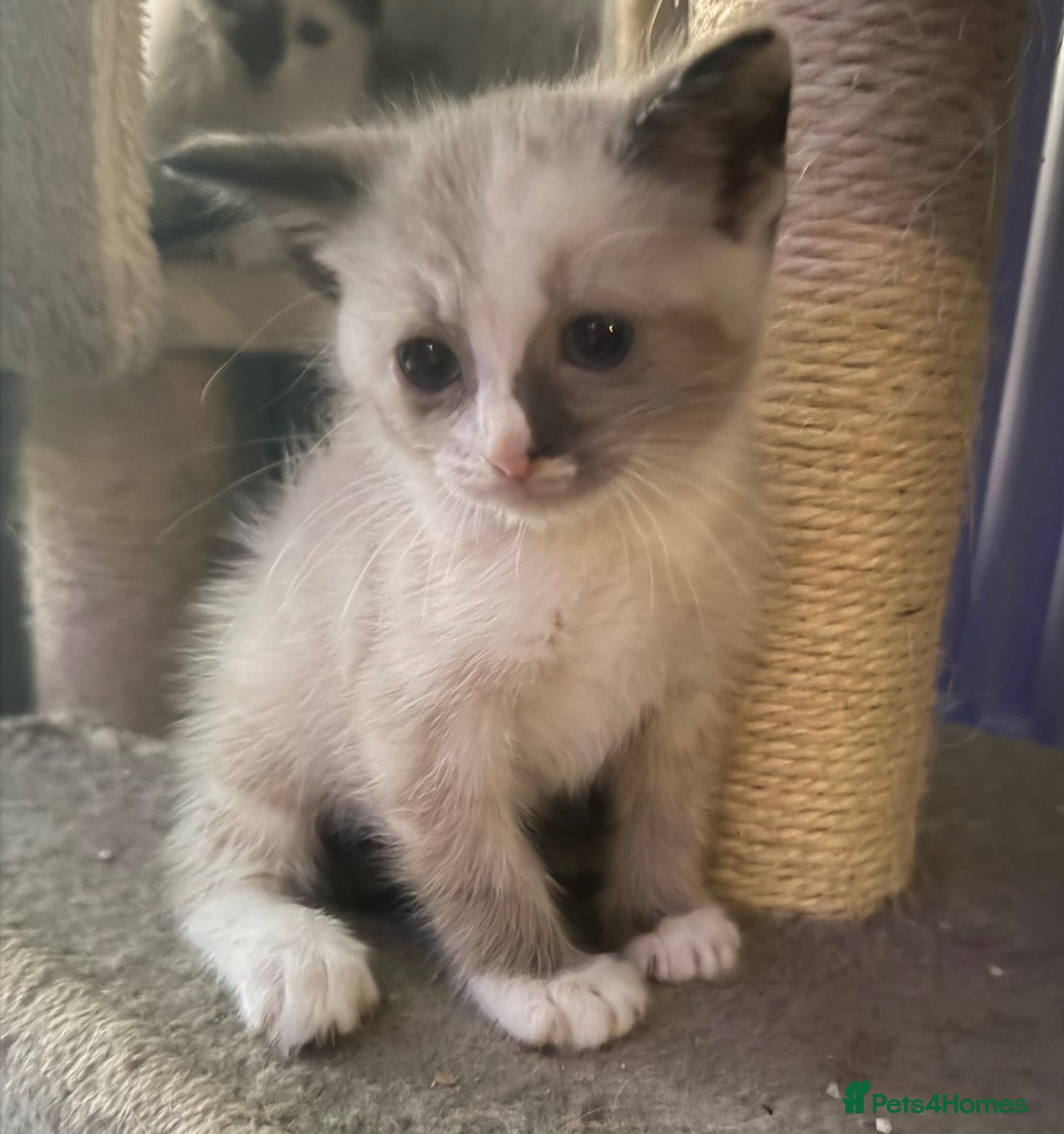 Mixed Breed cats Two beautiful kittens  - Advert 4