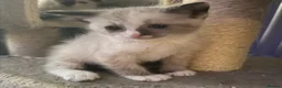 Mixed Breed cats for sale: Two beautiful kittens  - Advert 1