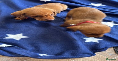 Dachshund dogs Ready now Long Haired Dachshunds For Sale - Advert 6