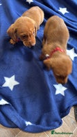 Dachshund dogs Ready now Long Haired Dachshunds For Sale - Advert 10