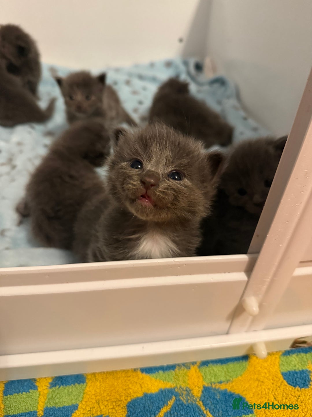 Ragcoon cats for sale: READY NOW Stunning RAGCOON Kittens  - Advert 17