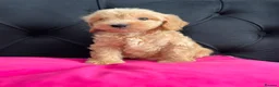 Cockapoo dogs for sale: Cockerpoo Puppies  - Advert 37