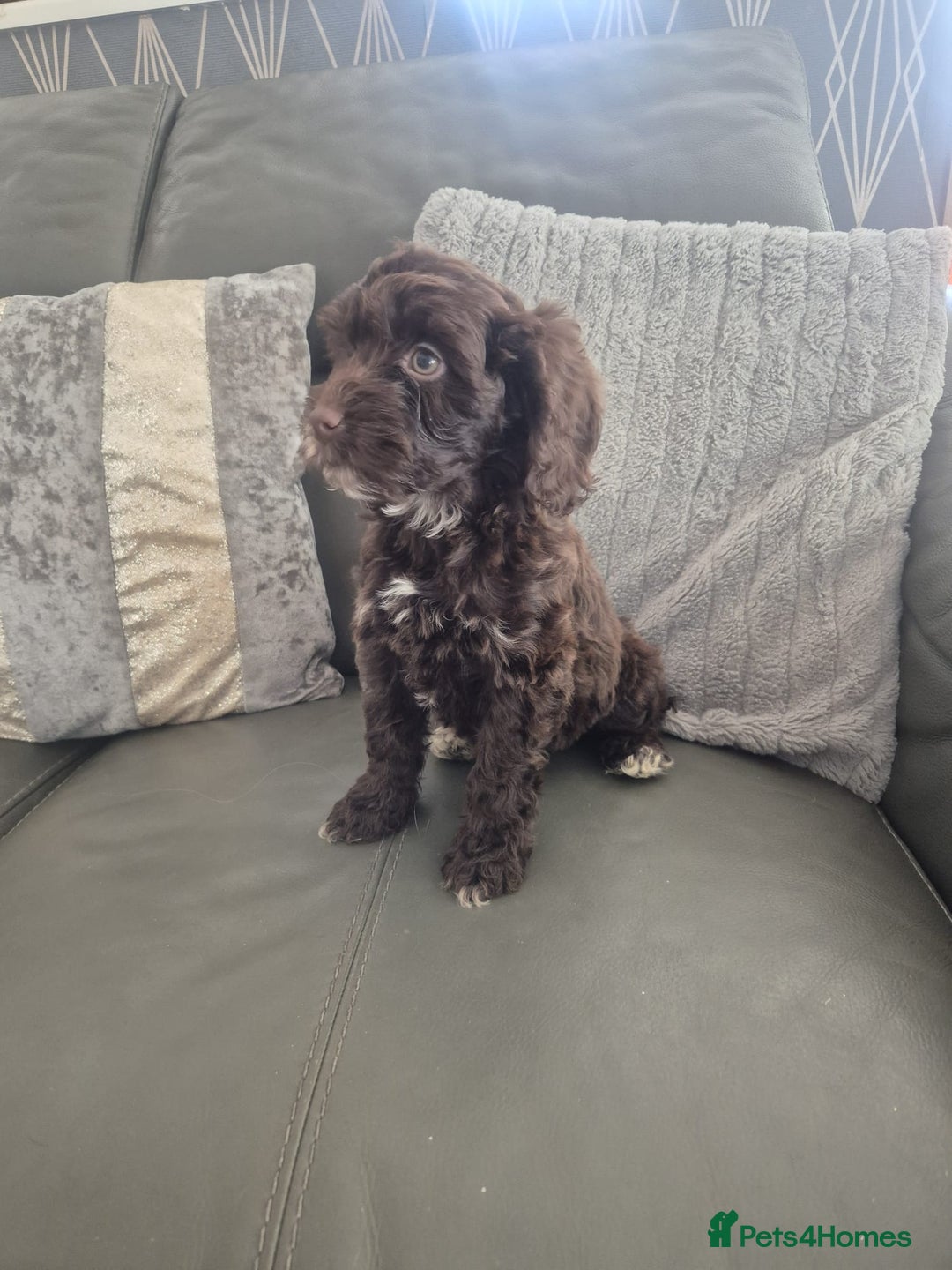 Cockapoo dogs for sale: F1 cockapoo - Ready Now - Image 37