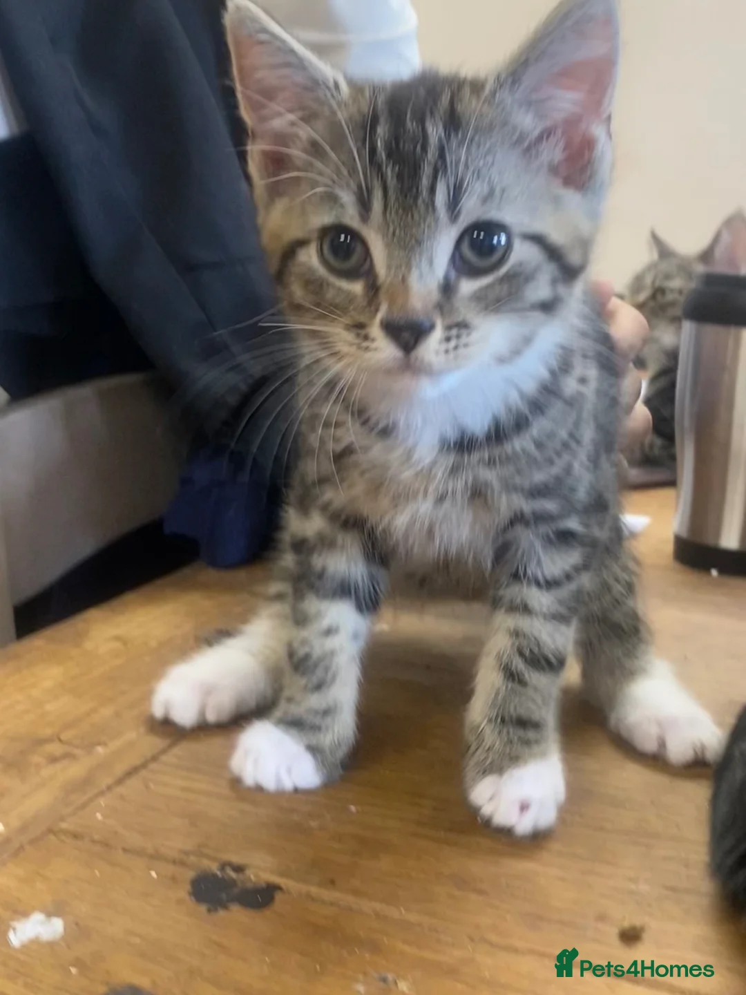 Mixed Breed cats for sale: Kittens for sale  - Advert 7