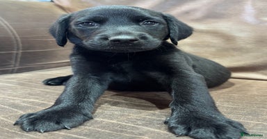 Labrador Retriever dogs - Advert 5