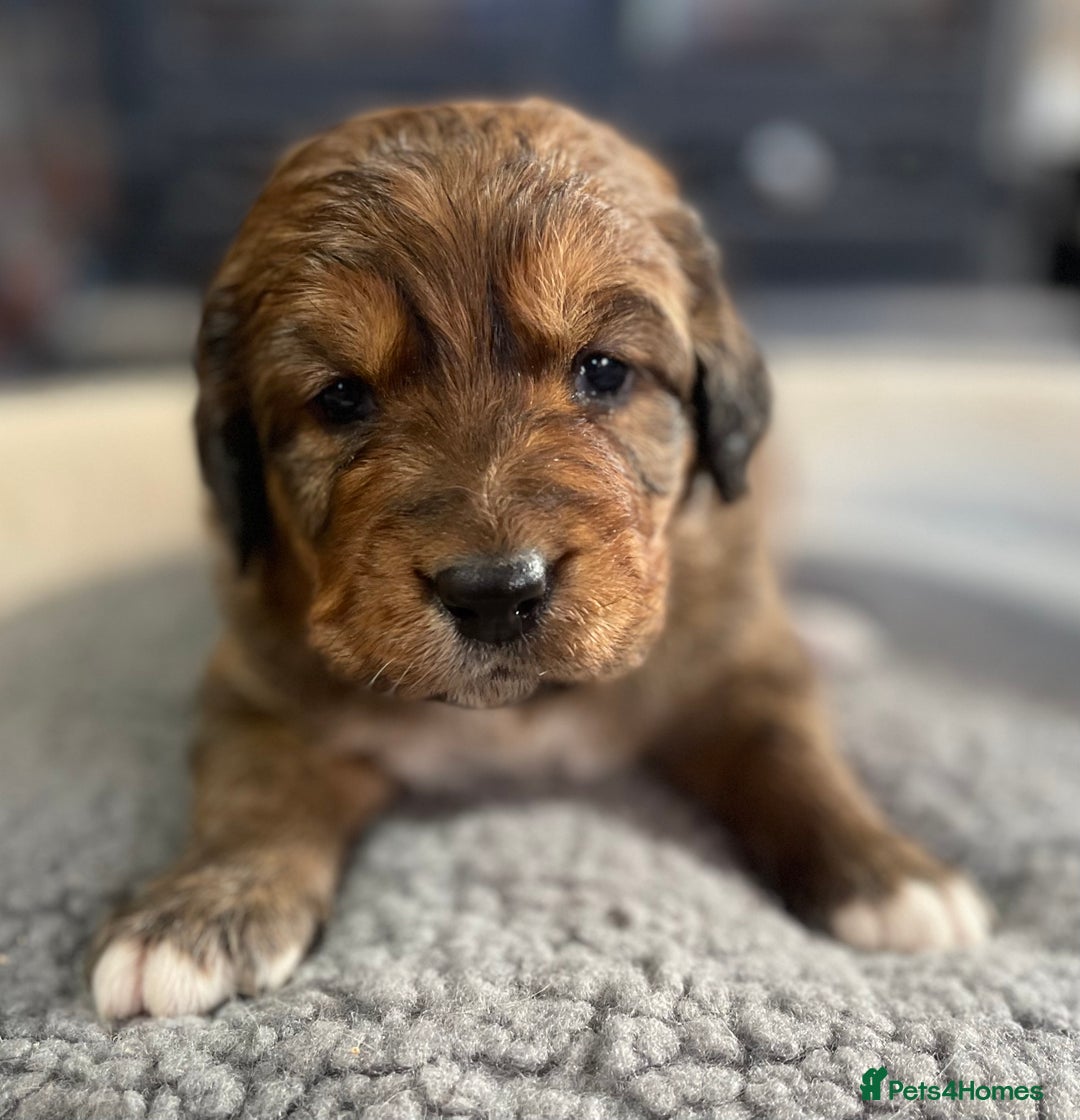 Bernedoodle dogs for sale: Beautiful Bernedoodle babies  - Advert 19