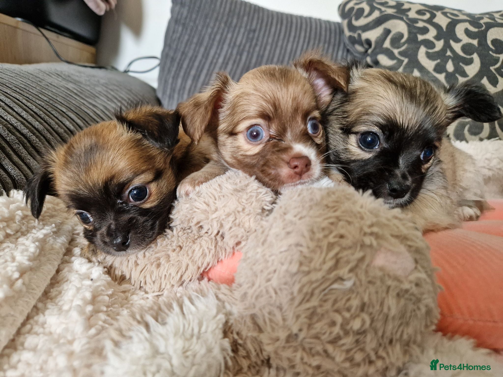 Chihuahua dogs Chihuahua puppy's  - Advert 1