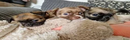Chihuahua dogs for sale: Chihuahua puppy's  - Advert 1