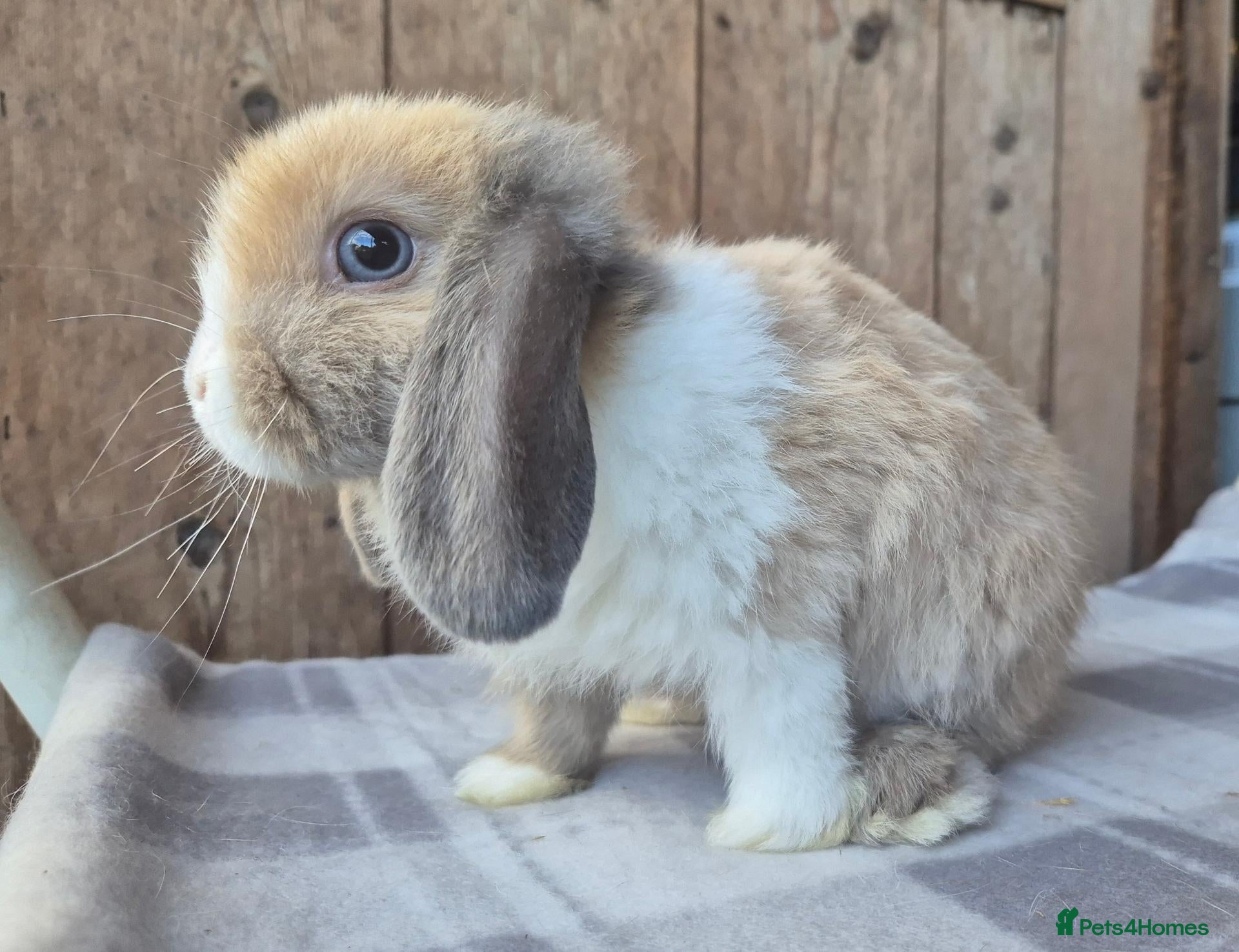 Mini Lop rabbits Mini lops ready now  - Advert 8