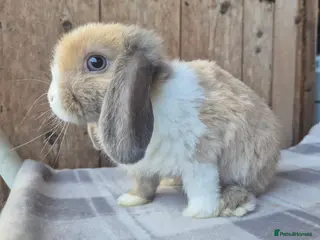 Mini Lop rabbits Mini lops ready now - Advert 8