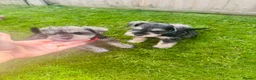 Miniature Schnauzer dogs for sale: 💙♥️2 Beautiful Boys ♥️💙 - Advert 4