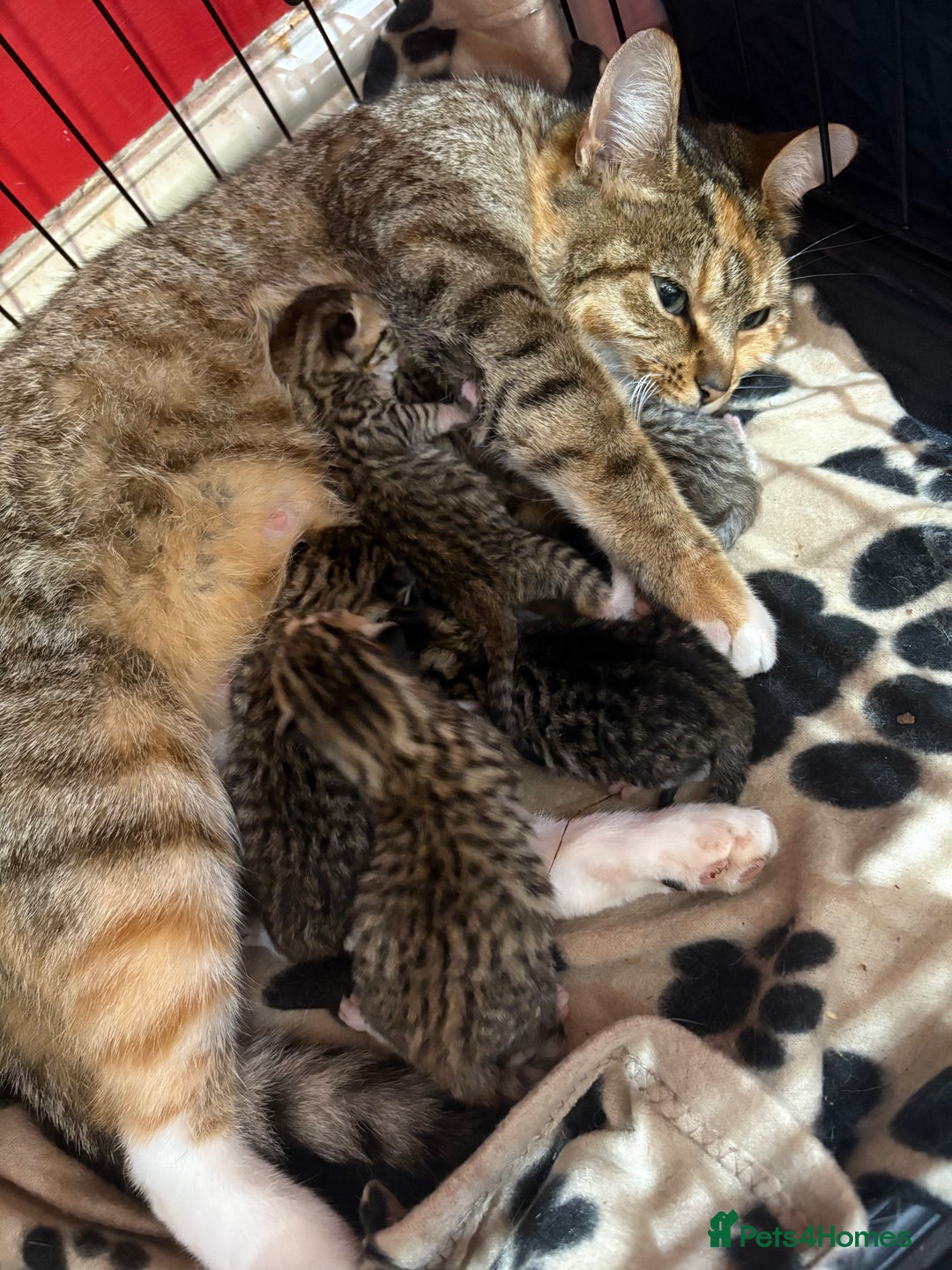 Mixed Breed cats for sale: 5 Stunning Tabby Kittens For Sale - Advert 6