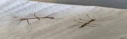 Stick Insects invertebrates for sale: Indian stick insects nymphs - Advert 3