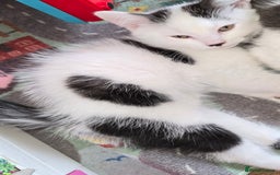 Mixed Breed cats for sale: British shorthair cross Kittens - Image 7