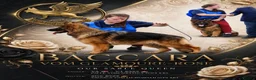 German Shepherd dogs for sale: Super 1 year old german import female  - Advert 1