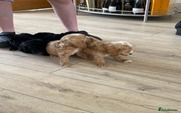 Cockapoo dogs for sale: F1 cockapoos - Image 37