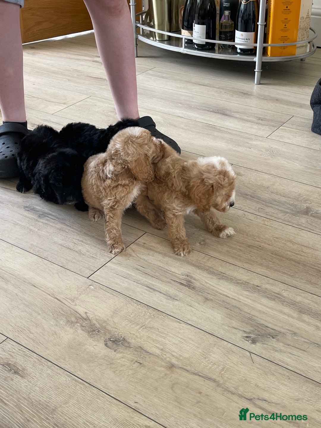 Cockapoo dogs for sale: F1 cockapoos - Image 37