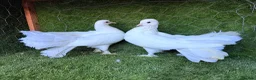 Pigeons birds for sale: Premium Breeding Pigeons Top Quality Pairs Availab - Advert 5