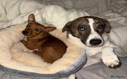 Mixed Breed dogs for adoption: Little Lady Josie is ready for her forever home! - Image 9