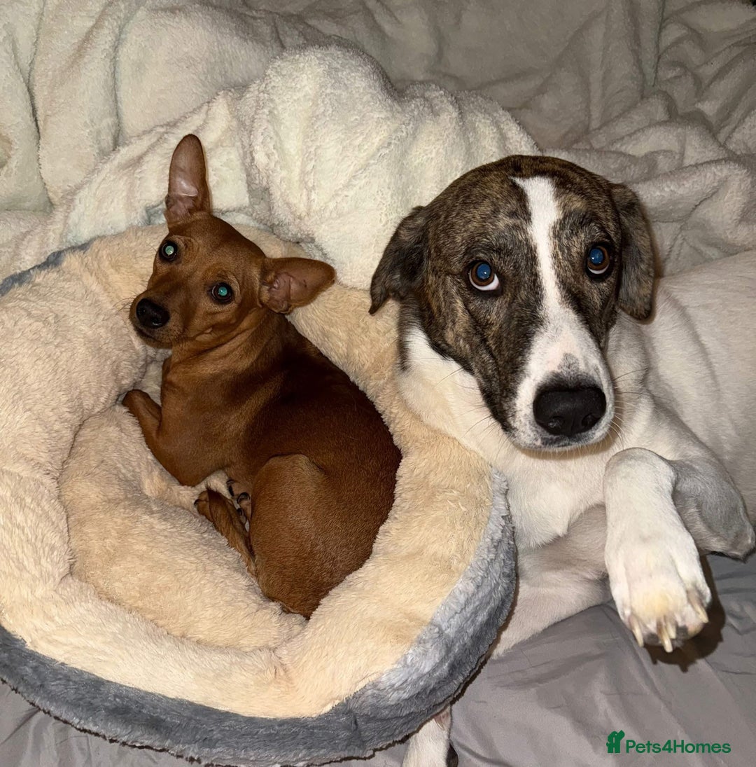 Mixed Breed dogs for adoption: Little Lady Josie is ready for her forever home! - Image 9