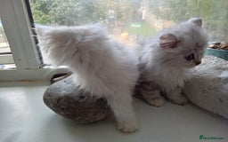 Persian cats for sale: Persian chinchilla doll face - Image 2