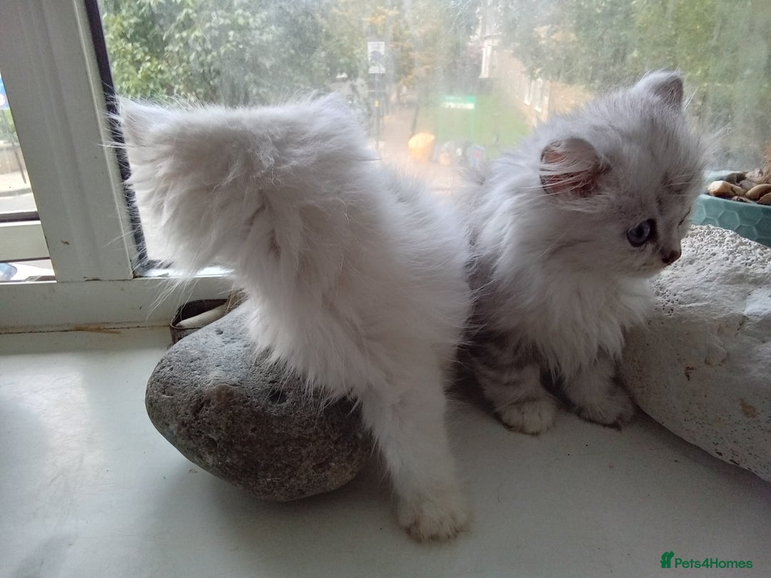Persian cats for sale: Persian chinchilla doll face - Image 2