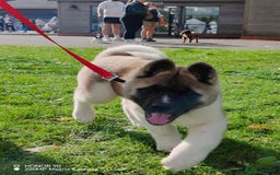Akita dogs for sale: KC registered Akita puppies - Image 10