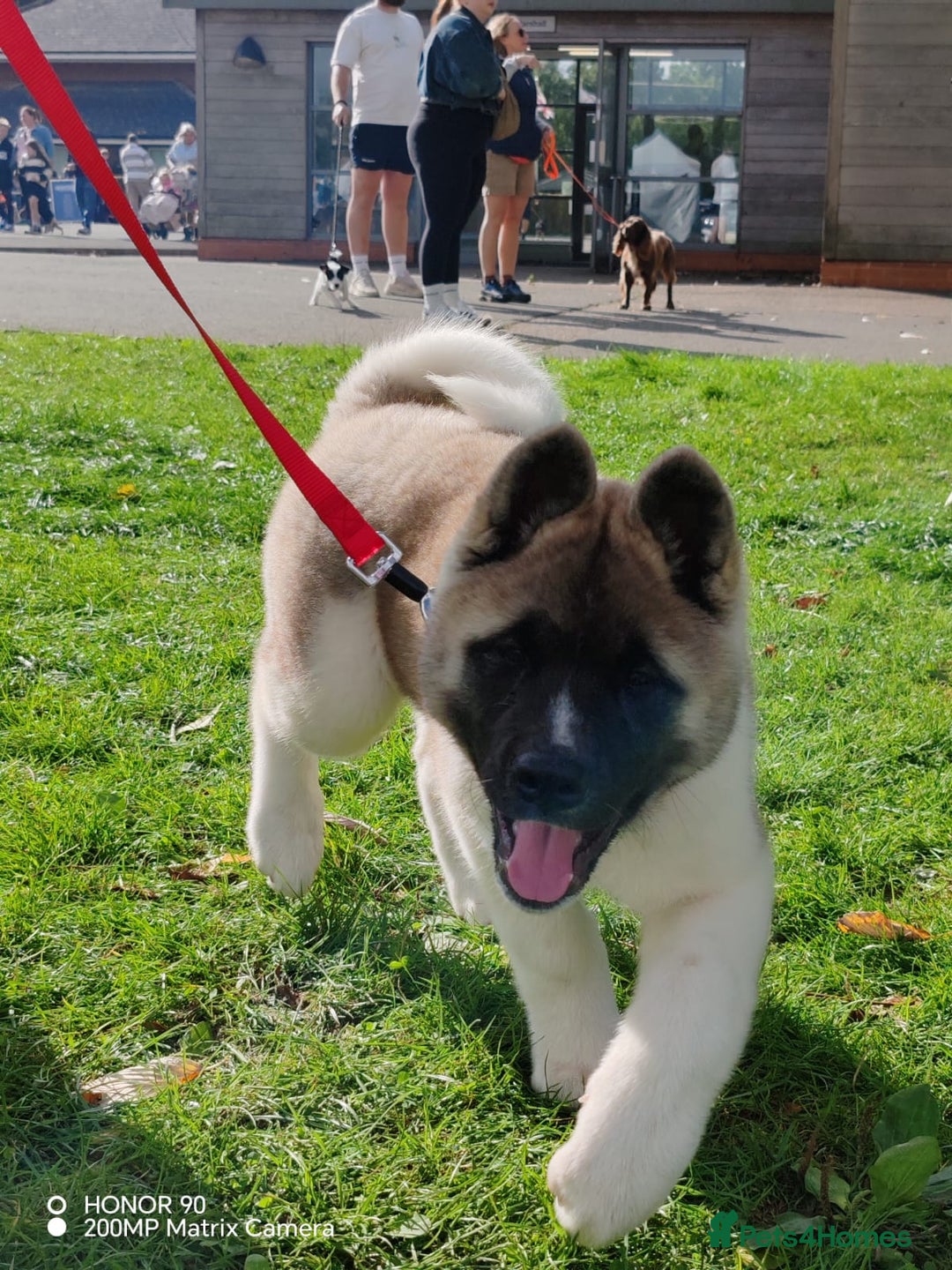 Akita dogs for sale: KC registered Akita puppies - Image 10