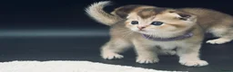 Scottish Fold cats for sale: Fully-vaccinated and TICA-registered Kittens  - Advert 12