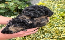 Toy Poodle dogs for sale: Toy poodle  - Image 5