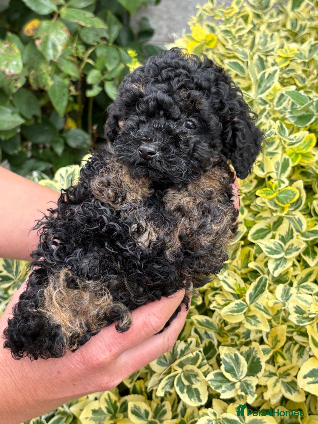 Toy Poodle dogs for sale: Toy poodle  - Image 5