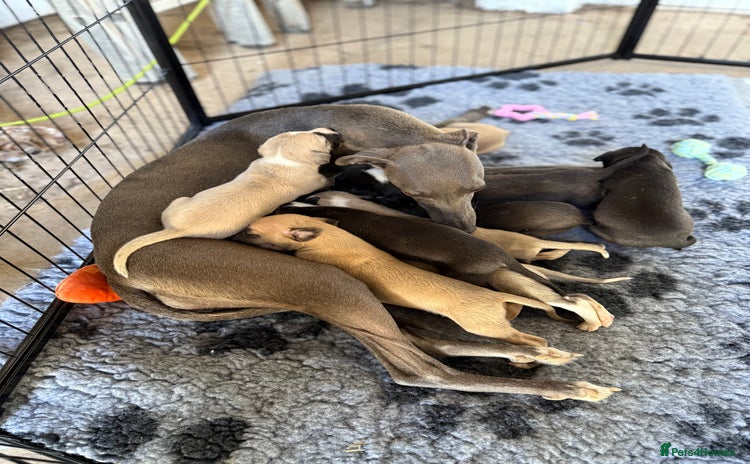 Whippet dogs - Advert 2