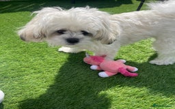 Malshi dogs for sale: Adorable 8 month old Malshi Puppy for Sale - Image 4
